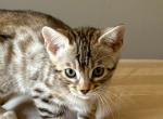 Precious Man - Bengal Kitten For Sale - Jackson&comma; CA&comma; US