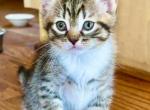 Tabby Tiger Girl - American Shorthair Kitten For Sale - GA&comma; US