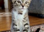 Tabby Boy - American Shorthair Kitten For Sale - 