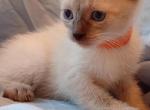 Chai Seal Point Siamese - Siamese Kitten For Sale - 