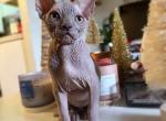 Walter - Sphynx Kitten For Adoption - Las Vegas&comma; NV&comma; US