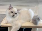 Tarzan - Ragdoll Kitten For Sale - Cleveld&comma; TN&comma; US