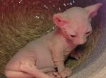 Strangesphynxandelfs - Sphynx Kitten For Sale - IL&comma; US