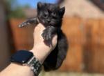 Highland Lynx June litter - Highlander Kitten For Sale - Absarokee&comma; MT&comma; US