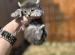 Polydactyl - Polydactyl Kitten For Sale - Absarokee&comma; MT&comma; US