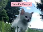 Cutie pie - Turkish Angora Kitten For Sale - Rockford&comma; IL&comma; US