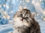 GRAY - Persian Kitten For Sale - Orlando&comma; FL&comma; US