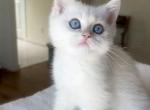 Golden  British shorthair Colorpoint kitten - British Shorthair Kitten For Sale - Burlington&comma; WA&comma; US