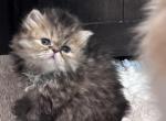 Stevie - Persian Kitten For Sale - Stilwell&comma; OK&comma; US