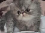 Timmy - Persian Kitten For Sale - 