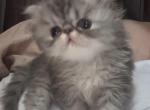 Timmy - Persian Kitten For Sale - Stilwell&comma; OK&comma; US