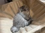 Timmy - Persian Kitten For Sale - Stilwell&comma; OK&comma; US