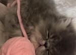 Beau - Persian Kitten For Sale - 