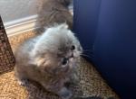 Beau - Persian Kitten For Sale - Stilwell&comma; OK&comma; US