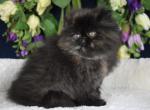 Blair - Persian Kitten For Sale - 