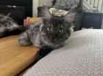 Smoke grey Female - Maine Coon Kitten For Sale - Chapel Hill&comma; NC&comma; US