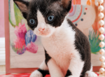 Kai - Devon Rex Kitten For Sale - P J S&comma; NY&comma; US