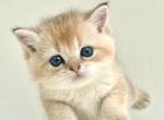 Flkitten1 Boy - British Shorthair Kitten For Sale - 