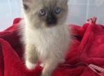 SIAMESE - Siamese Kitten For Sale - 
