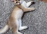 Simba and Covo - Scottish Straight Kitten For Sale - PA&comma; US