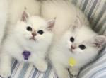 Flkitten1 3 white - British Shorthair Kitten For Sale - Parkland&comma; FL&comma; US