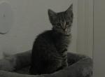 Worm - Domestic Kitten For Adoption - CA&comma; US