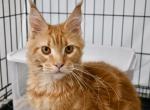 Chester - Maine Coon Cat For Sale - New York&comma; NY&comma; US