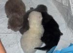 Elias Cattery newborns - Scottish Fold Kitten For Sale - Wendell&comma; NC&comma; US
