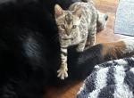Poppy - Bengal Kitten For Sale - Macon&comma; MO&comma; US