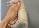 July 26 Shumai Jocko - Bengal Kitten For Sale - Jersey City&comma; NJ&comma; US