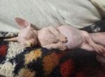 Luna - Bambino Kitten For Sale - Vineland&comma; NJ&comma; US