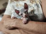 Mantis - Sphynx Kitten For Sale - Vineland&comma; NJ&comma; US