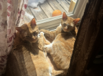 Luna and Nova - Domestic Cat For Sale - ND&comma; US