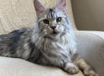 Gweneviere resgistered as Jolie - Maine Coon Cat For Sale/Retired Breeding - Chandler Heights&comma; AZ&comma; US