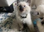 Green - Ragdoll Kitten For Sale - Saint Paul&comma; MN&comma; US