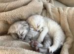 Scottish Fold and Straight - Scottish Fold Kitten For Sale - North Port&comma; FL&comma; US