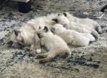 Litter of kittens - Ragdoll Kitten For Sale - Saint Paul&comma; MN&comma; US