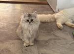 coco - Persian Kitten For Sale - Barrington&comma; IL&comma; US