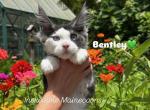 Bentley - Maine Coon Kitten For Sale - Rogersville&comma; MO&comma; US