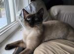 Siamese Manx - Manx Cat For Sale/Retired Breeding - 