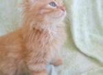 Titus - Siberian Kitten For Sale - Woodburn&comma; OR&comma; US