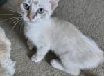 Highlander Polydactyl no tail - Highlander Kitten For Sale - 