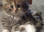 Titania - Siberian Kitten For Sale - Woodburn&comma; OR&comma; US