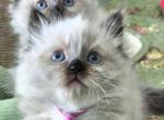 Himalayan Kittens - Himalayan Kitten For Sale - Brandon&comma; FL&comma; US