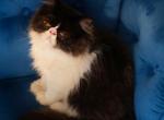 C f a black bicolor male persian kitten - Persian Kitten For Sale - Woodburn&comma; IN&comma; US