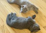 Gina and Bluey - Scottish Fold Kitten For Sale - Manhattan&comma; NY&comma; US