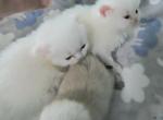 White blue eyes Persian - Persian Kitten For Sale - Brandon&comma; FL&comma; US