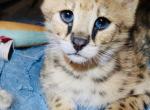 Savannah F1 boy - Savannah Kitten For Sale - Grant Valkaria&comma; FL&comma; US