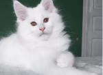 Lina - Maine Coon Cat For Sale - Adams&comma; TN&comma; US
