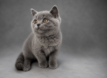 Clover British Shorthair Blue Kitten - British Shorthair Kitten For Sale - 